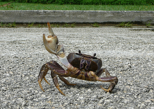 Crab waving